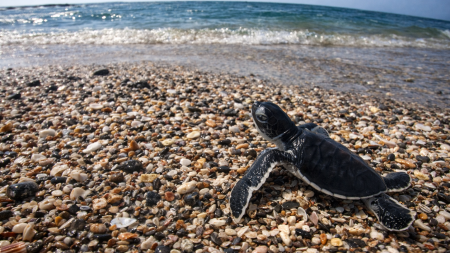 Turtle